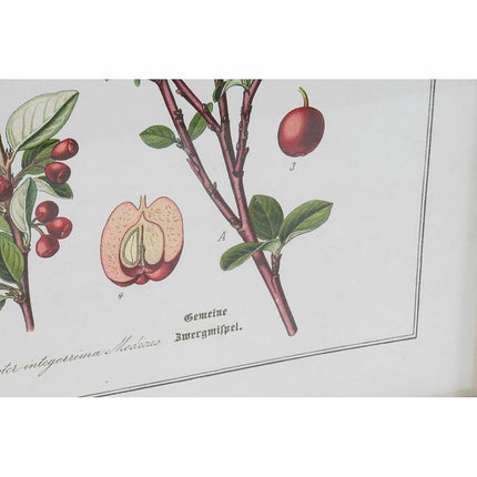 Bild DKD Home Decor 55 x 2 x 70 cm Shabby Chic Botanische Pflanzen (6 Stücke)