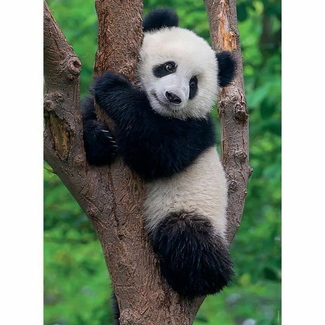 Puzzle Ravensburger Panda & Koala 2 x 500 Stücke
