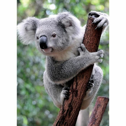 Puzzle Ravensburger Panda & Koala 2 x 500 Stücke