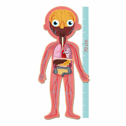 Puzzle Apli Human Body 240 Stücke
