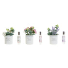 Lufterfrischer DKD Home Decor Pflanze Shabby Chic (3) (2 Stück) (3 Stücke)