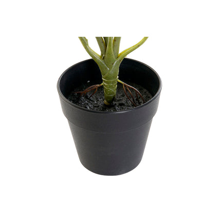 Dekorationspflanze DKD Home Decor Schwarz grün PVC PP (20 x 20 x 30 cm)