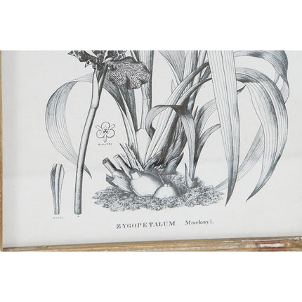 Bild DKD Home Decor Moderne Botanische Pflanzen 30 x 2 x 40 cm (4 Stück)
