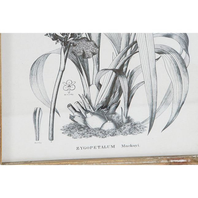 Bild DKD Home Decor Moderne Botanische Pflanzen 30 x 2 x 40 cm (4 Stück)