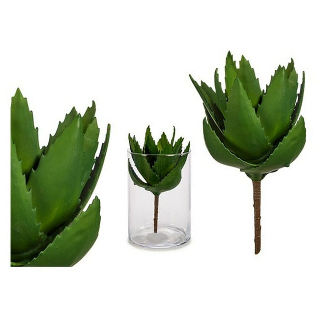Dekorationspflanze Aloe Vera (14 x 23 x 14 cm)