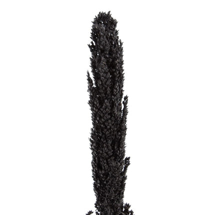 Zweig Schwarz 7 x 7 x 190 cm