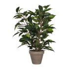 Dekorationspflanze Mica Decorations 40 x 30 cm aus Keramik PVC Ficus