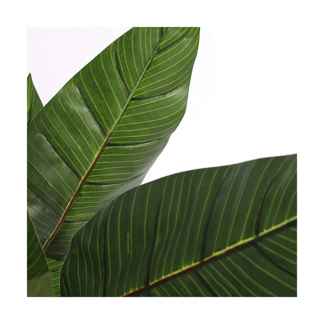 Dekorationspflanze Mica Decorations (60 x 110 cm)